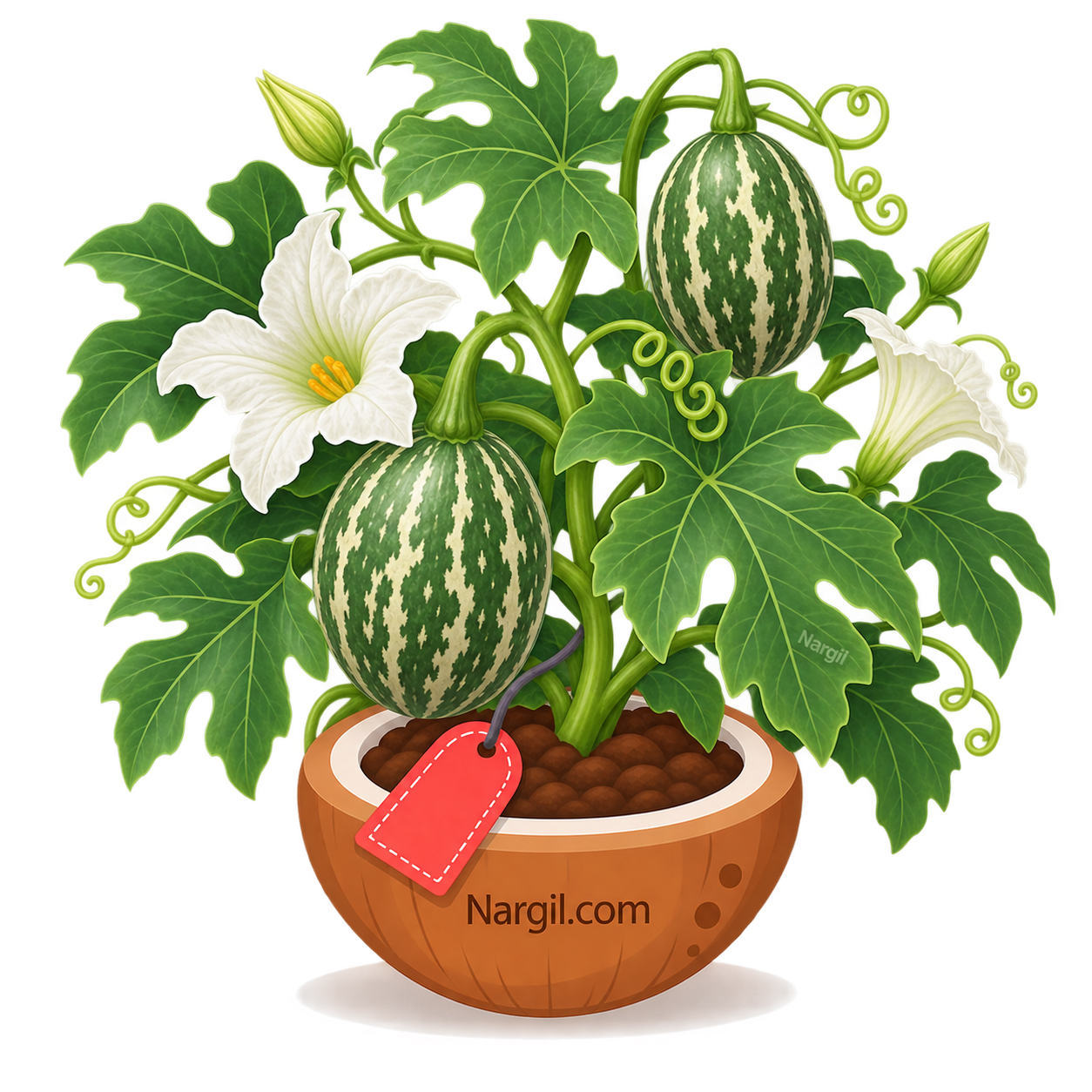 Nargil_Cucurbita ficifolia